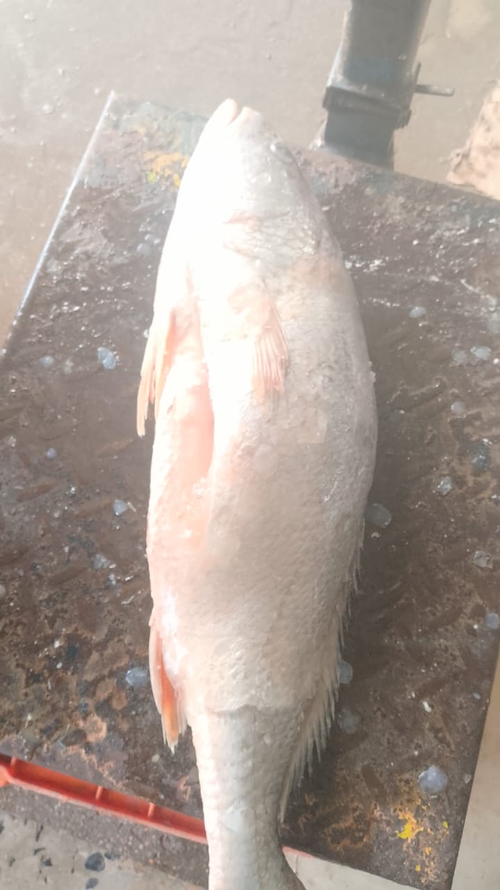Khall ( beur blanc)