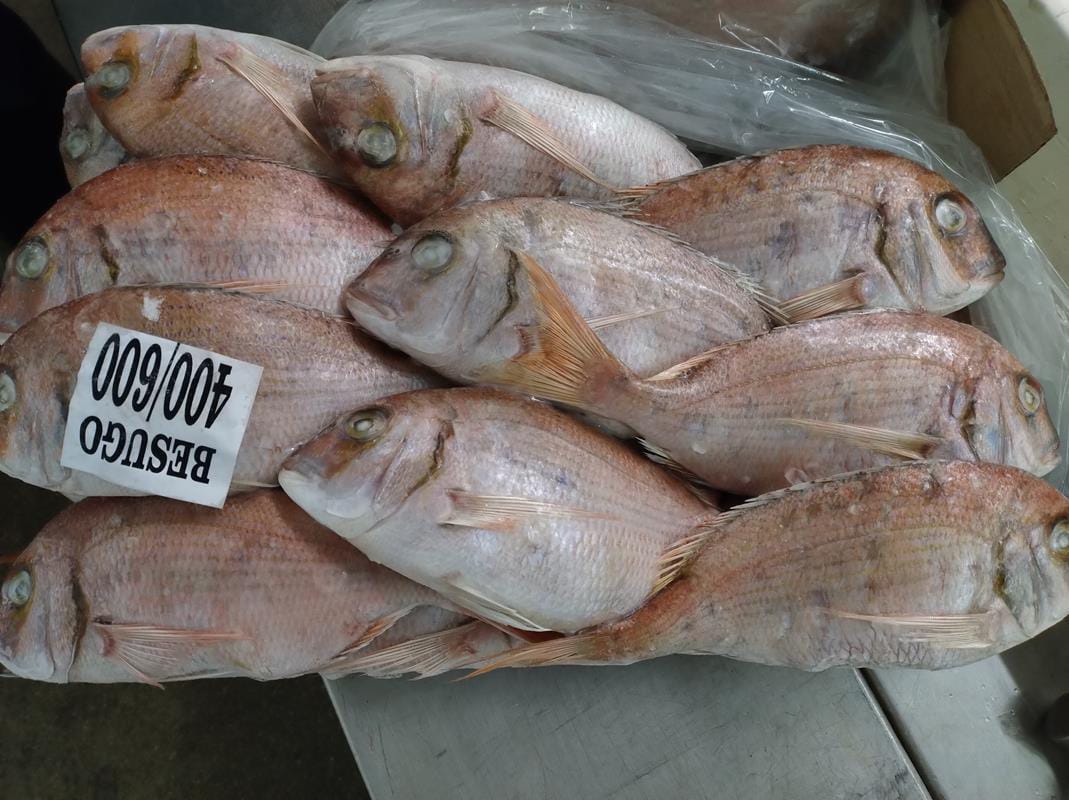 Dorade (carton 20kg, 10kg disponible)